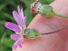 Senecio polyodon subglaber