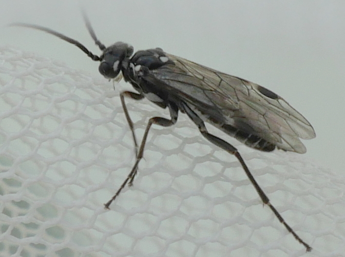 Eopsis beaumonti