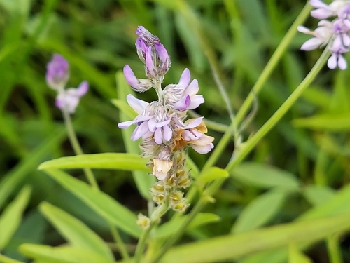 Image of Orbexilum pedunculatum by (c) florawhite, some rights reserved (CC BY)