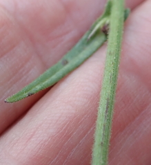 Senecio polyodon subglaber