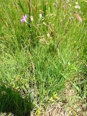 Senecio polyodon subglaber