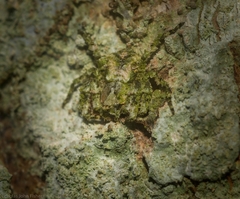 Stephanopis carcinoides