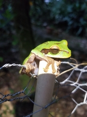 Smilisca cyanosticta