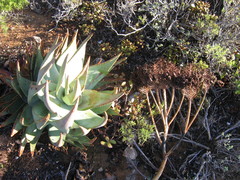 Aloe comptonii