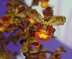 Cyrtopodium punctatum