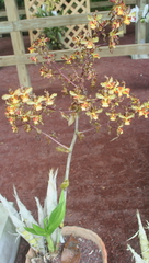 Cyrtopodium punctatum