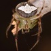 Araneus miniatus - Photo (c) skitterbug, algunos derechos reservados (CC BY), subido por skitterbug
