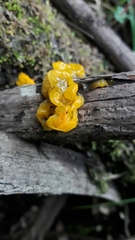 Tremellaceae
