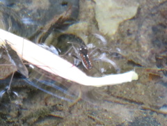 Insecta