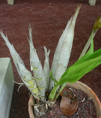 Cyrtopodium punctatum