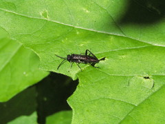 Macrophya annulata