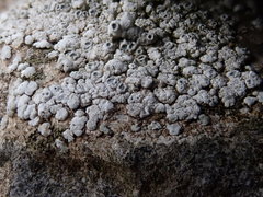 Aspicilia hoffmanniana