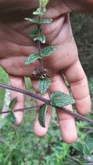 Chromolaena bullata