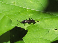Macrophya annulata