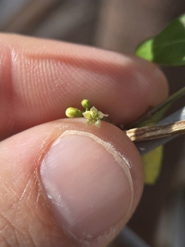 Metastelma decipiens, 2024-05-13