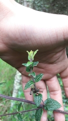 Chromolaena bullata