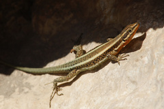 Lycian Rock Lizard photo 5