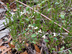 Spyridium thymifolium