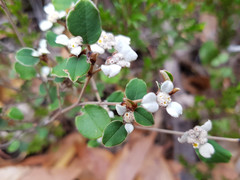 Spyridium thymifolium