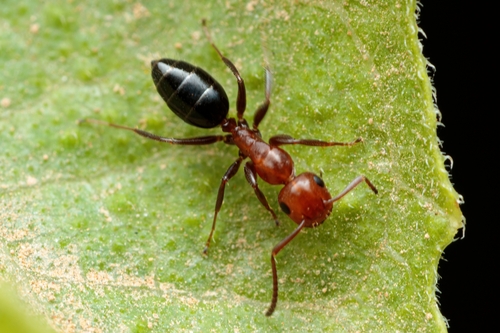 Colobopsis imitansColobopsis imitans