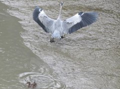 Ardea cinerea