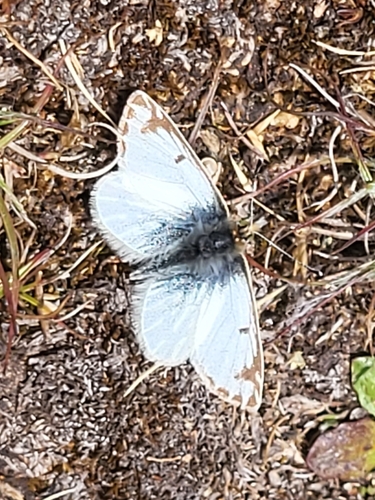 Pierphulia rosea