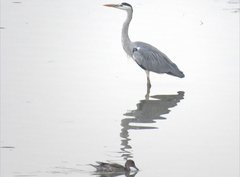 Ardea cinerea