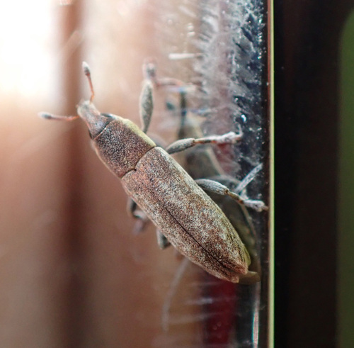 Lixus scabricollis