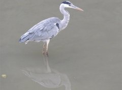 Ardea cinerea