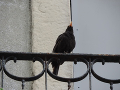 Turdus merula