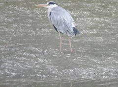 Ardea cinerea