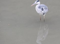 Ardea cinerea