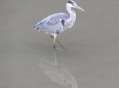 Ardea cinerea