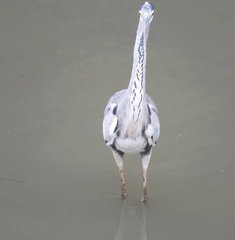 Ardea cinerea