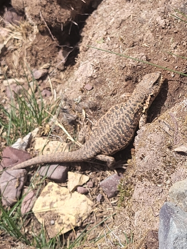 Thomas’ Smooth-throated Lizard, Liolaemus thomasi