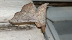 Cicinnus melsheimeri