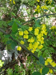Laburnum anagyroides