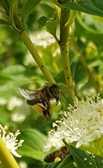 Apis mellifera