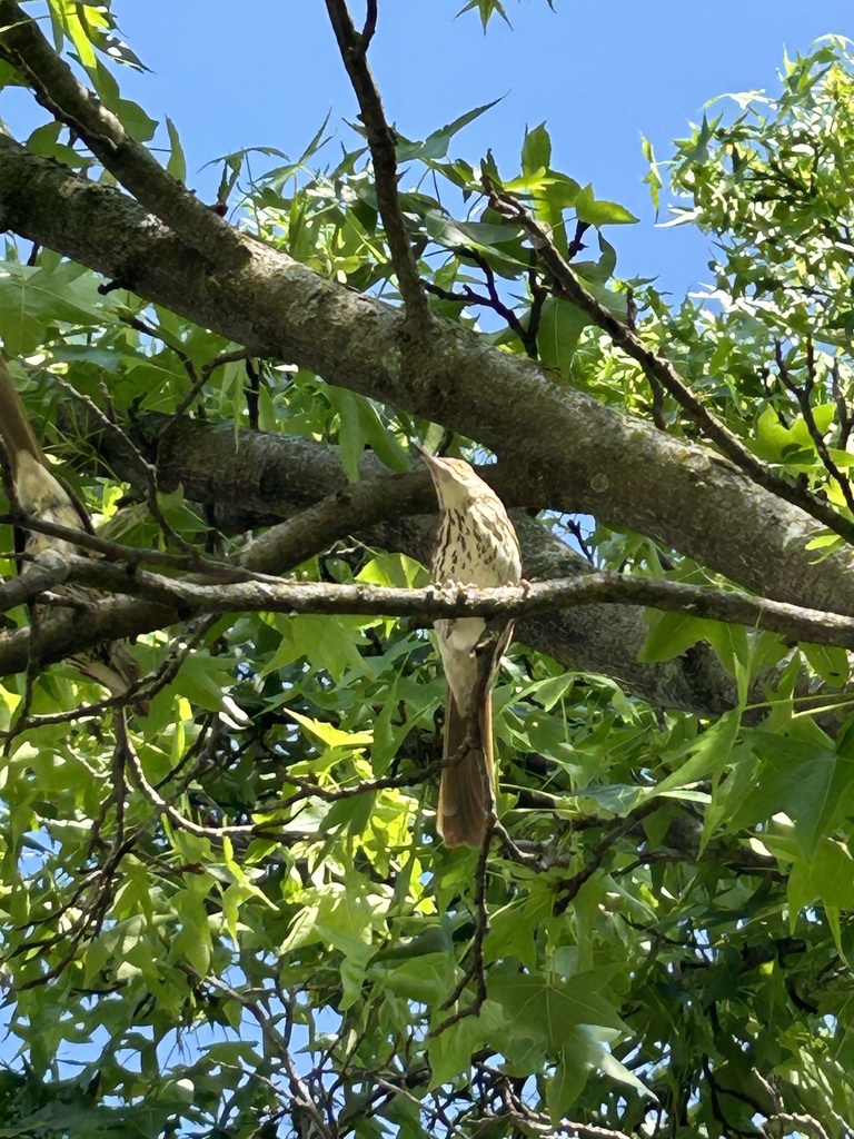 Brown thrasher from woodstone st lenexa ks us on may 16 2024 at 04 