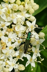 Oedemera nobilis