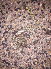 Thamnophis cyrtopsis cyrtopsis