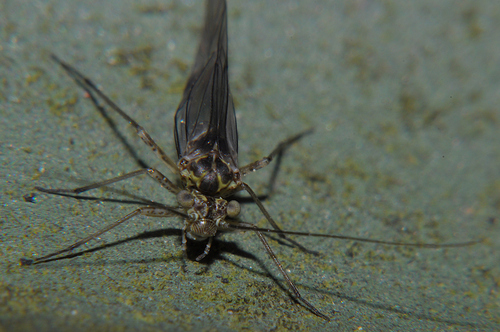 woodland barklouse