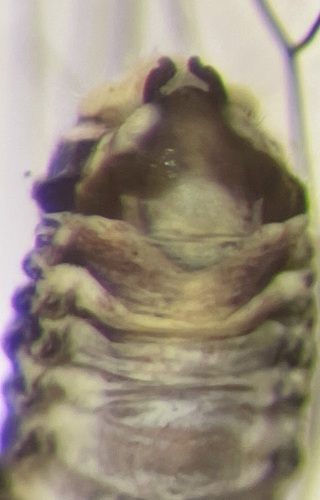 woodland barklouse