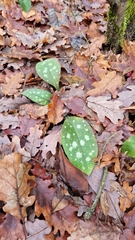 Pulmonaria hirta, photograph Gabriele Pradelli, CC BY, iNaturalist via GBIF