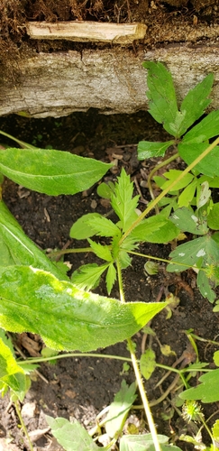 Image of Geum vernum by no rights reserved