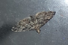 Sufetula hemiophthalma
