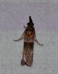 Calguia defiguralis