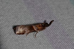 Calguia defiguralis