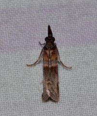 Calguia defiguralis