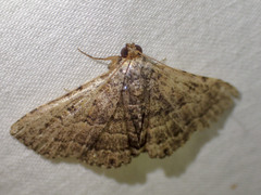 Diatenes aglossoides